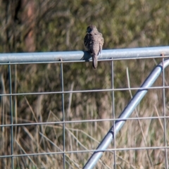 Geopelia placida at Bungowannah, NSW - 5 Aug 2023