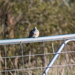 Geopelia placida at Bungowannah, NSW - suppressed