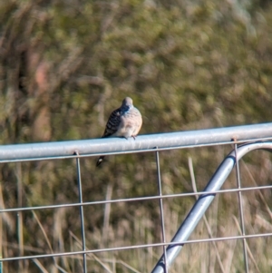 Geopelia placida at Bungowannah, NSW - suppressed