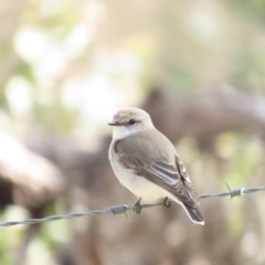 Microeca fascinans (Jacky Winter) at QPRC LGA - 5 Aug 2023 by TomW