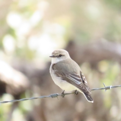 Microeca fascinans (Jacky Winter) at Sutton, NSW - 5 Aug 2023 by BenW