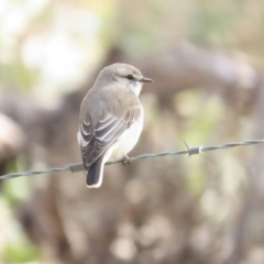 Microeca fascinans at Sutton, NSW - 5 Aug 2023