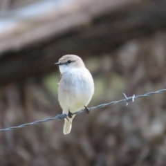 Microeca fascinans at Sutton, NSW - 5 Aug 2023