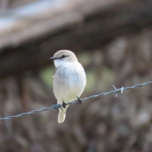 Microeca fascinans at Sutton, NSW - 5 Aug 2023 12:42 PM