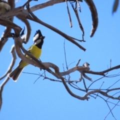 Falcunculus frontatus (Eastern Shrike-tit) at Sutton, NSW - 5 Aug 2023 by TomW