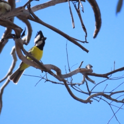 Falcunculus frontatus (Eastern Shrike-tit) at QPRC LGA - 5 Aug 2023 by TomW