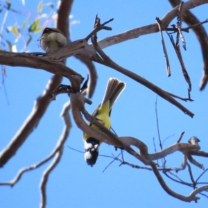 Falcunculus frontatus at Sutton, NSW - 5 Aug 2023