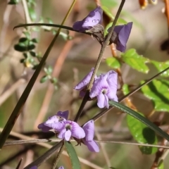 Hovea heterophylla (Common Hovea) at Yackandandah, VIC - 5 Aug 2023 by KylieWaldon