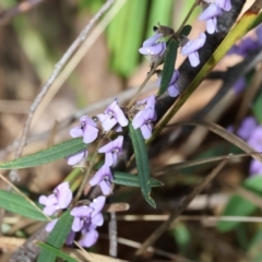 Hovea heterophylla at Yackandandah, VIC - 5 Aug 2023