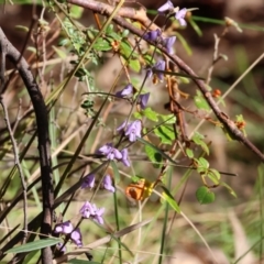 Hovea heterophylla at Yackandandah, VIC - 5 Aug 2023 11:39 AM