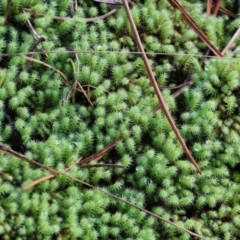 Unidentified Lichen, Moss or other Bryophyte at Yackandandah, VIC - 5 Aug 2023 by KylieWaldon