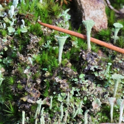 Unidentified Lichen at Yackandandah, VIC - 5 Aug 2023 by KylieWaldon