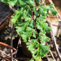 Unidentified Fern or Clubmoss at Yackandandah, VIC - 5 Aug 2023 by KylieWaldon