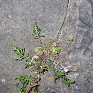 Pteridium esculentum at Weston, ACT - 5 Aug 2023