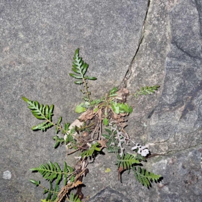 Pteridium esculentum (Bracken) at Fowles St. Woodland, Weston - 5 Aug 2023 by AliceH