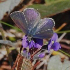 Erina acasta (Blotched Dusky-blue) at Namadgi National Park - 1 Aug 2023 by JohnBundock