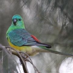 Psephotus haematonotus (Red-rumped Parrot) at Gordon, ACT - 5 Aug 2023 by RodDeb