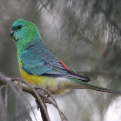 Psephotus haematonotus at Gordon, ACT - 5 Aug 2023