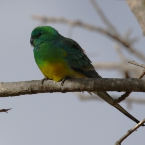 Psephotus haematonotus at Gordon, ACT - 5 Aug 2023