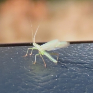 Mutusca brevicornis at Gordon, ACT - 5 Aug 2023 01:30 PM