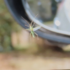 Mutusca brevicornis at Gordon, ACT - 5 Aug 2023