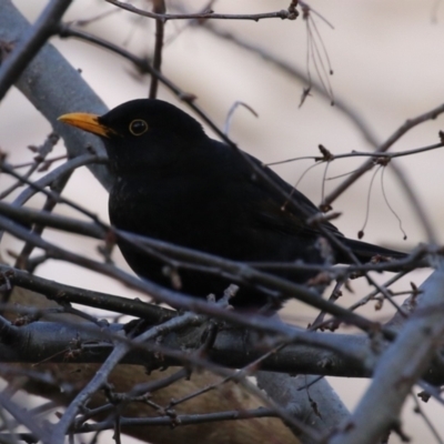 Turdus merula (Eurasian Blackbird) at Gordon, ACT - 5 Aug 2023 by RodDeb