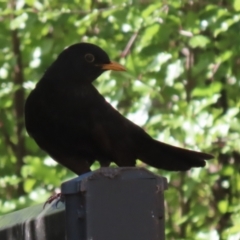 Turdus merula at Gordon, ACT - 5 Aug 2023