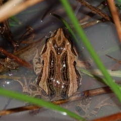 Crinia signifera (Common Eastern Froglet) at Stromlo, ACT - 5 Aug 2023 by Ct1000