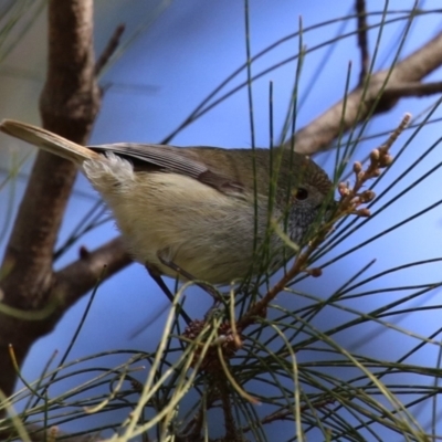 Acanthiza pusilla (Brown Thornbill) at Gordon, ACT - 5 Aug 2023 by RodDeb