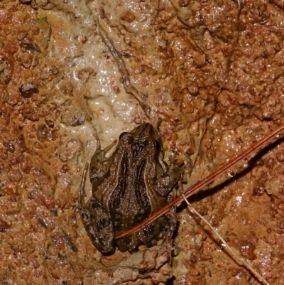 Crinia signifera (Common Eastern Froglet) at Stromlo, ACT - 5 Aug 2023 by Ct1000