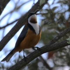 Acanthorhynchus tenuirostris (Eastern Spinebill) at Gordon Pond - 5 Aug 2023 by RodDeb