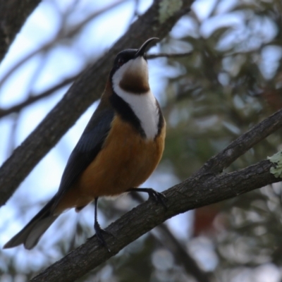 Acanthorhynchus tenuirostris (Eastern Spinebill) at Gordon, ACT - 5 Aug 2023 by RodDeb