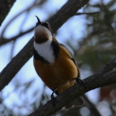 Acanthorhynchus tenuirostris at Gordon, ACT - 5 Aug 2023