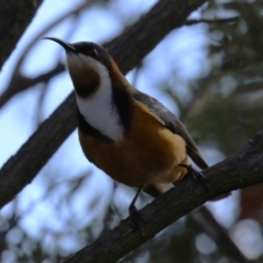 Acanthorhynchus tenuirostris at Gordon, ACT - 5 Aug 2023