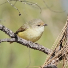 Acanthiza reguloides (Buff-rumped Thornbill) at Gordon Pond - 5 Aug 2023 by RodDeb