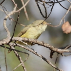 Acanthiza reguloides at Gordon, ACT - 5 Aug 2023