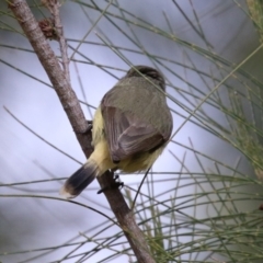 Acanthiza reguloides at Gordon, ACT - 5 Aug 2023 01:45 PM