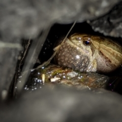 Crinia signifera (Common Eastern Froglet) at Callum Brae - 4 Aug 2023 by Ct1000