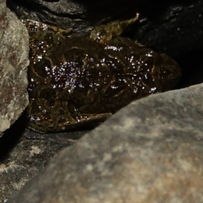 Limnodynastes tasmaniensis (Spotted Grass Frog) at Symonston, ACT - 4 Aug 2023 by Ct1000