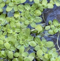 Callitriche stagnalis (Common Starwort) at Uriarra, NSW - 29 Jul 2023 by Ned_Johnston