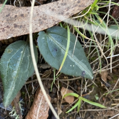 Clematis aristata (Mountain Clematis) at Uriarra, NSW - 30 Jul 2023 by NedJohnston