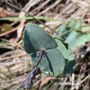 Veronica perfoliata at Uriarra, NSW - 30 Jul 2023