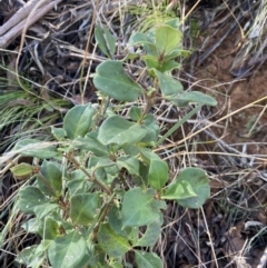 Coprosma hirtella (Currant Bush) at Uriarra, NSW - 29 Jul 2023 by Ned_Johnston