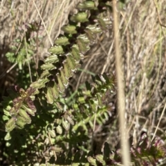 Euphrasia collina (Purple Eye-bright) at Uriarra, NSW - 30 Jul 2023 by Ned_Johnston