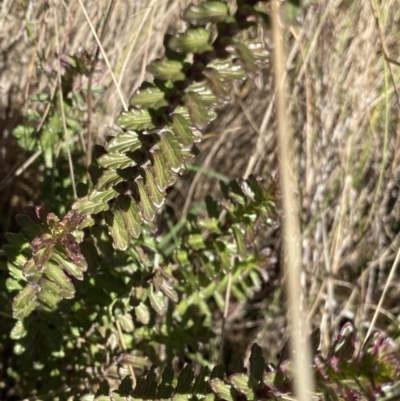 Euphrasia collina (Purple Eye-bright) at Uriarra, NSW - 30 Jul 2023 by NedJohnston