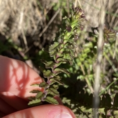 Euphrasia collina at Uriarra, NSW - 30 Jul 2023