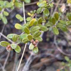 Phebalium squamulosum subsp. ozothamnoides (Alpine Phebalium, Scaly Phebalium) at Uriarra, NSW - 30 Jul 2023 by Ned_Johnston