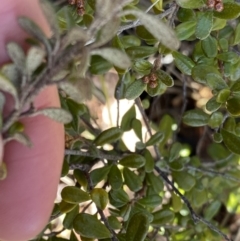 Phebalium squamulosum subsp. ozothamnoides at Uriarra, NSW - 30 Jul 2023 10:15 AM