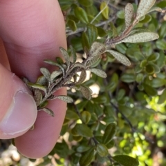 Phebalium squamulosum subsp. ozothamnoides at Uriarra, NSW - 30 Jul 2023 10:15 AM