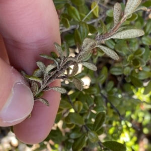 Phebalium squamulosum subsp. ozothamnoides at Uriarra, NSW - 30 Jul 2023